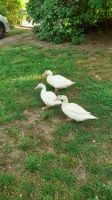 Weiße Flugenten/Pekingenten | 2 Erpel, 1 Ente Brandenburg - Wandlitz Vorschau