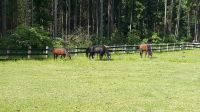 Box frei für ein REHA-Pferd Bayern - Hunderdorf Vorschau