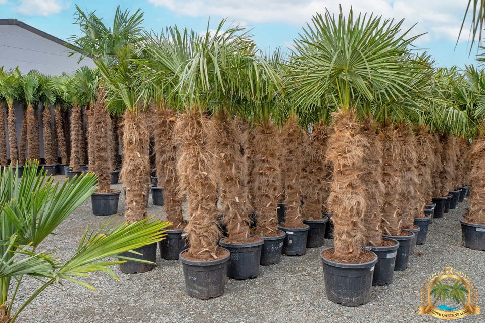 Trachycarpus Fortunei 130cm große Hanfpalme mit Pflanzenpass in Parkstein