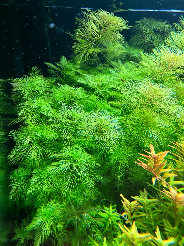 Myriophyllum mattogrossense Tausendblatt Aquariumpflanze in Gera