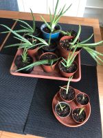 Aloe Vera Zimmerpflanze Ableger / Kindel Niedersachsen - Burgdorf Vorschau