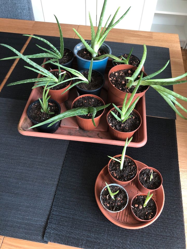 Aloe Vera Zimmerpflanze Ableger / Kindel in Burgdorf