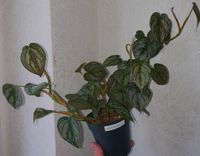 2x Philodendron Brandtianum Niedersachsen - Haren (Ems) Vorschau