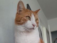 Kater "Anton" 3 J. abzugeben .. bitte nur an Haus und Hof Brandenburg - Cottbus Vorschau