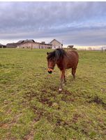 Pony Wallach Bayern - Moosthenning Vorschau