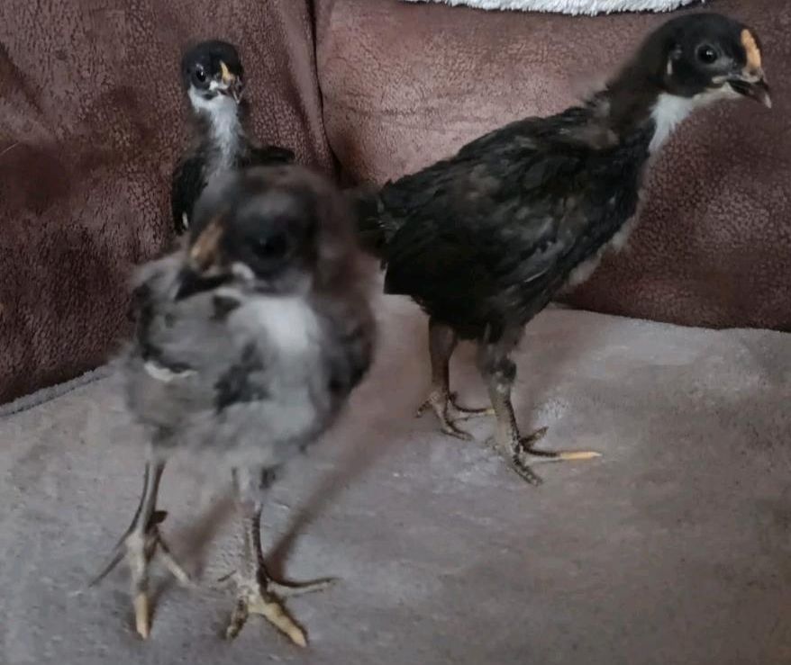 Glückliche Eier von frischen Hühnern Ostern Überraschung in Löwenberger Land-Grüneberg