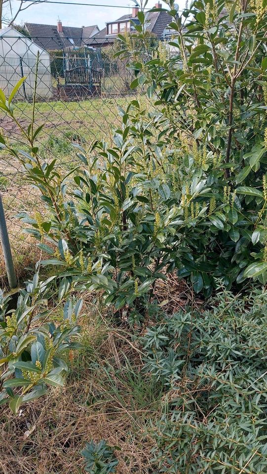 Pflanzen z. B. Lorbeer, Ilex Stechpalme in Schwanewede