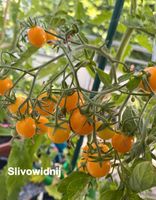 Tomatensamen - gelbe Sorten Stuttgart - Vaihingen Vorschau