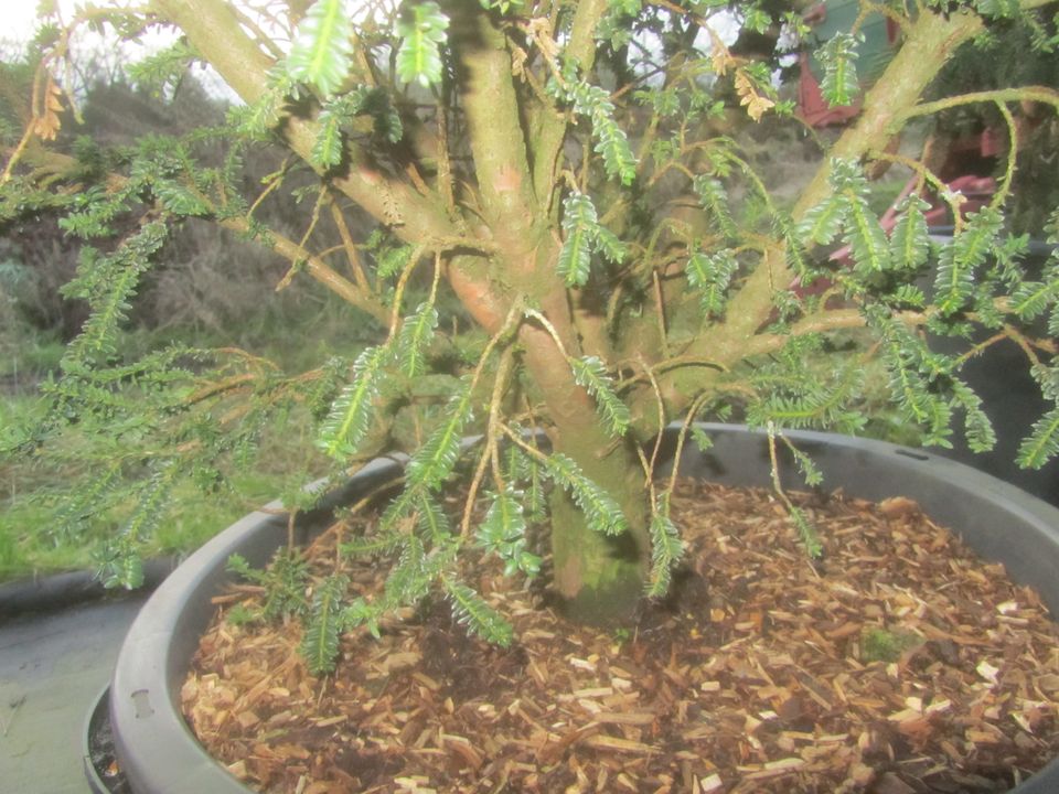 Zwergeibe - Taxus baccata 'Rushmore' 100-120 cm groß, Stamm 5 cm in Soltau