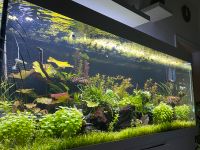 Aquarium Helfer Nordrhein-Westfalen - Leverkusen Vorschau