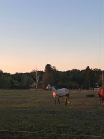 Pferdeboxen zu vermieten in Viereck Mecklenburg-Vorpommern - Pasewalk Vorschau
