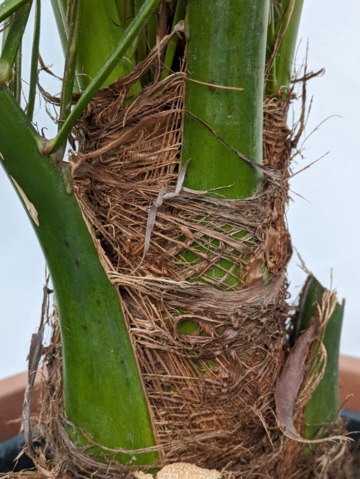 kanarische Dattelpalme, Phoenix Palme XL 220cm in Lingenfeld