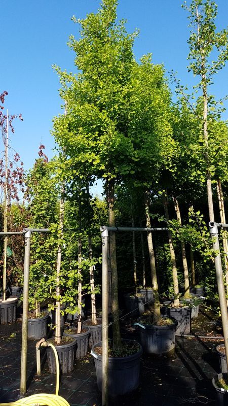 Große Bäume, Hecken und Obstgehölze als Containerpflanzen in Gronau (Leine)