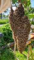 Bienen  Bienenvolk Bienenschwarm Hessen - Grünberg Vorschau