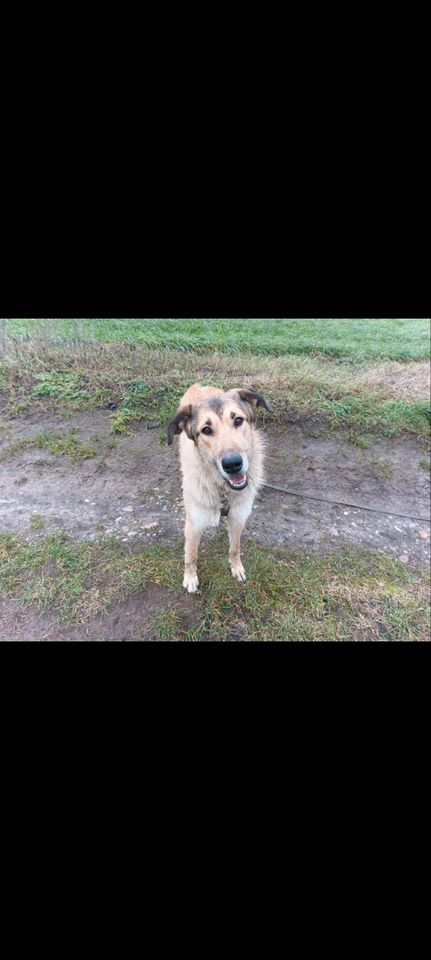 Irischer Wolfshund Mix in Lübz