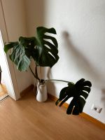 Monstera inkl Topf Baden-Württemberg - Karlsruhe Vorschau