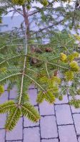 Weiß-Tanne Weißtanne Abies alba 150 cm Baden-Württemberg - Gottmadingen Vorschau