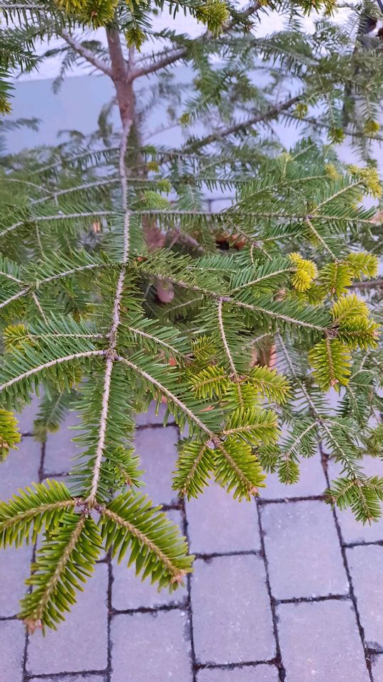 Weiß-Tanne Weißtanne Abies alba 150 cm in Gottmadingen