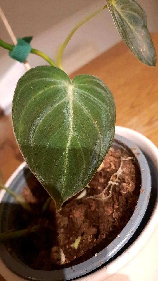 Philodendron Melanochrysum in Mundelsheim