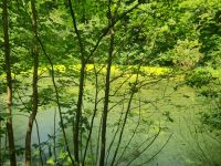 Wassergrundstück Fischerhütte Weiher Fischteich Rheinland-Pfalz - Kusel Vorschau