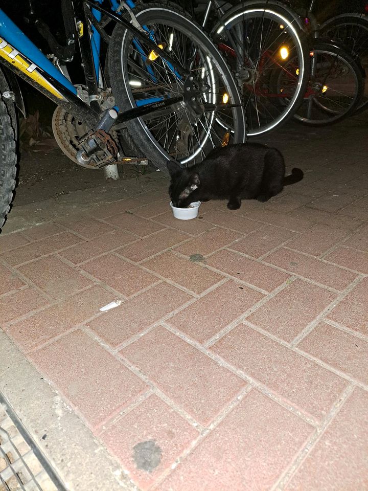 Schwarze Katze! in Hannover