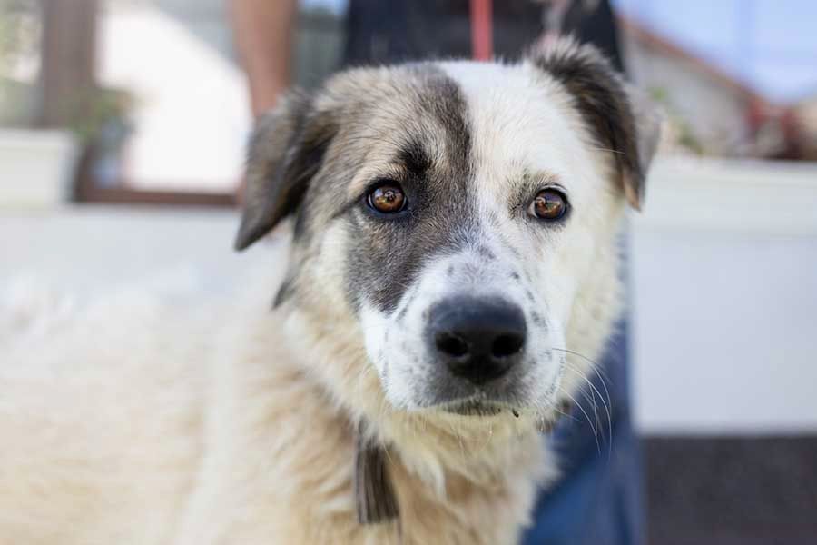 Mischling Hündin Manon wartet in der Hundepension auf ihr Glück in Wallersheim