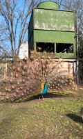 Pfau (3 Jahre alt) Niedersachsen - Kirchdorf Vorschau