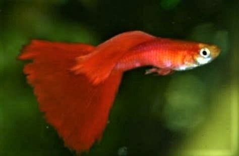 Guppy Moskau rot "Full Red" Top Tiere leuchtend rot 3€ in Wutha-Farnroda