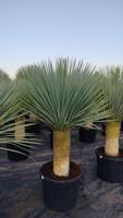 Yucca Palme Baden-Württemberg - Bad Dürrheim Vorschau