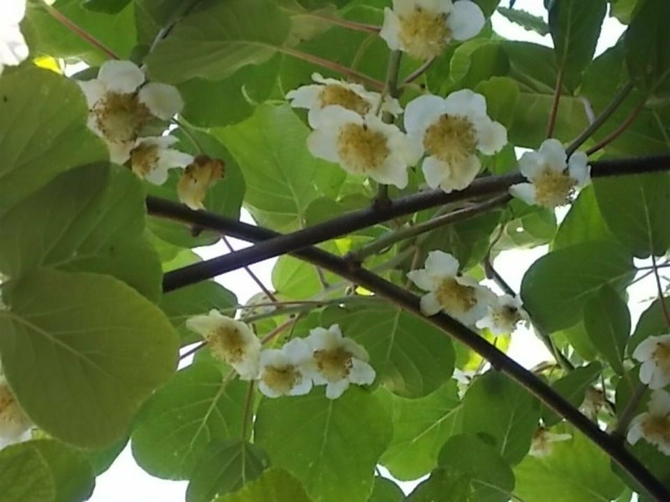 kiwi pflanze frucht obst kiwifrucht Actinidia chinesische in Frickingen