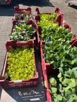 Gemüsepflanzen Salatpflanzen Niedersachsen - Amt Neuhaus Vorschau