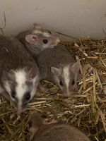 Mäuse Maus Nager Niedersachsen - Barsinghausen Vorschau