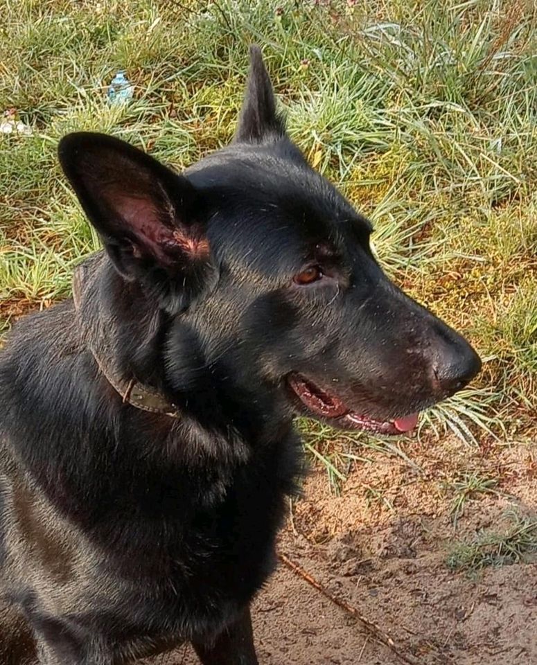 Schäferhund, Rüde, schwarz, VH, Hund❤️ Black ❤️ in Brandenburg an der Havel