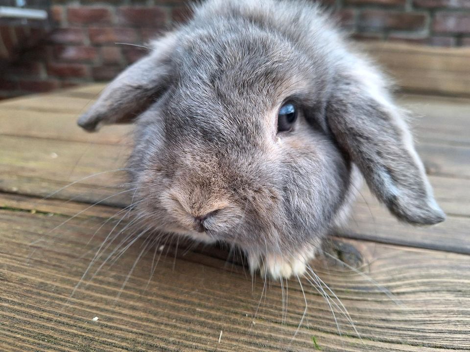 Junges Kaninchenböckchen sucht sein Traumzuhause in Verl