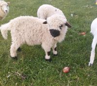 Walliser Mix Bock Lamm Sachsen-Anhalt - Barby Vorschau