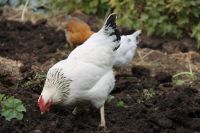 Sussex Legehennen, Geflügel, Hühner Bayern - Burgheim Vorschau