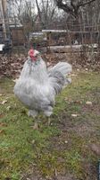 Lavender Araucana (Grünleger) Hahn  "Romeo" in 73630 Remshalden Baden-Württemberg - Remshalden Vorschau