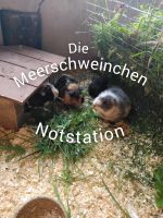 Aufnahme von Meerschweinchen Sachsen - Plauen Vorschau