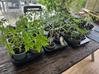 Tomatenjungpflanzen, verschiedene, selbstgezogen im Topf/ Bioerde Bayern - Dinkelscherben Vorschau