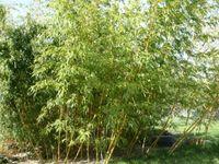 Bambus Phyllostachys Vivax  (Zauberbambus) Sachsen - Burgstädt Vorschau