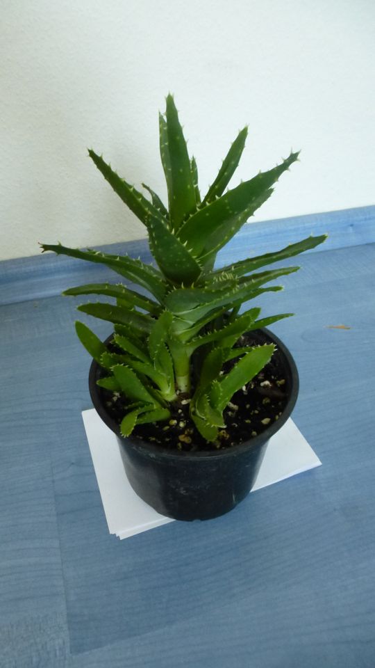 Aloe brevifolia, kurzblättrige Aloe, Sukkulente in Duisburg
