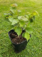Haselnuss, Haselnussstrauch, Garten, Bio, DIY Thüringen - Meiningen Vorschau