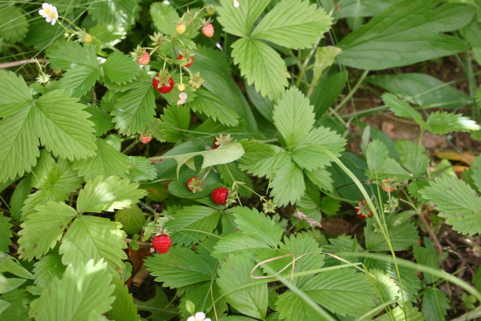 10 Walderdbeeren Pflanzen,Monatserdbeeren Bodendecker aus Garten in Marktleugast