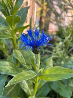 Bergflockenblume (Kornblume) blau Baden-Württemberg - Schriesheim Vorschau