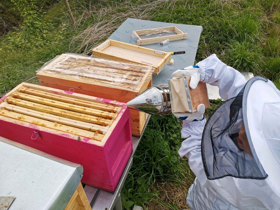 Bienen-Ableger, Bienenvolk zu verkaufen in Vilshofen an der Donau