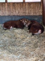 Limousin Jungbullen Deckbullen Niedersachsen - Bad Gandersheim Vorschau