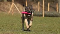 Hundesport & sinnvolle Beschäftigung des Hundes Schleswig-Holstein - Norderstedt Vorschau