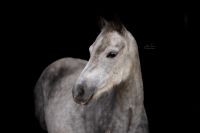 New Forest Pony Stute mit Stutfohlen Kreis Ostholstein - Stockelsdorf Vorschau