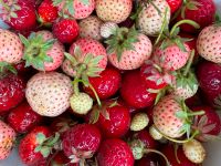 Erdbeerpflanzen RARITÄTEN Ableger viele seltene Sorten Erdbeere Nordrhein-Westfalen - Solingen Vorschau