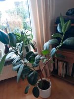 Gummibaum - Ficus elastica Niedersachsen - Varel Vorschau